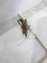 Leptoglossus zonatus