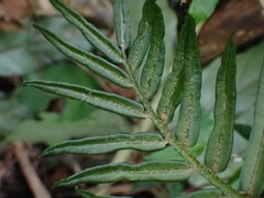 Angiopteris lygodiifolia