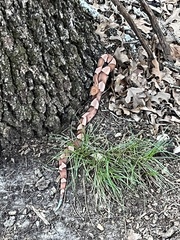 Agkistrodon laticinctus