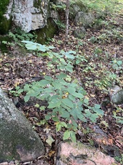 Ulmus thomasii