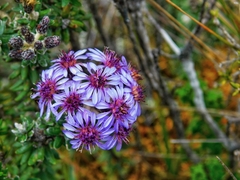Linochilus phylicoides