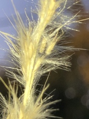 Bothriochloa longipaniculata