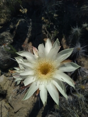 Trichocereus deserticola