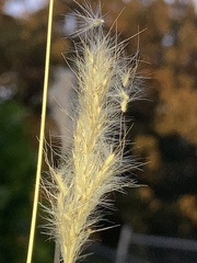 Bothriochloa longipaniculata