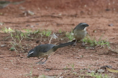 Saltator coerulescens