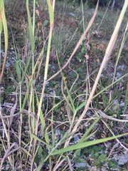 Bothriochloa longipaniculata