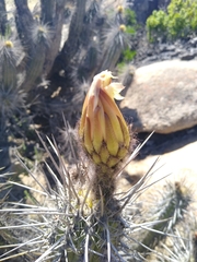 Trichocereus deserticola