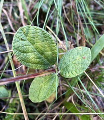 Rhynchosia tomentosa