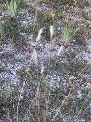 Bothriochloa longipaniculata