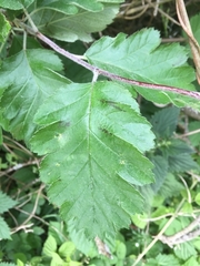 Scandosorbus intermedia