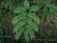 Angiopteris lygodiifolia