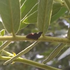 Enchenopa quadricolor