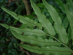 Angiopteris lygodiifolia
