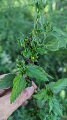 Malvastrum coromandelianum