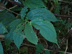 Elatostema platyphyllum