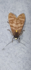 Phaegopterina