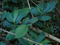 Elatostema platyphyllum