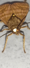 Phaegopterina