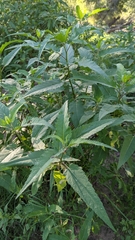 Ambrosia ambrosioides