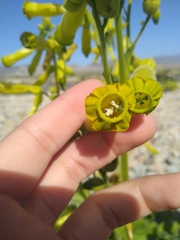 Nicotiana