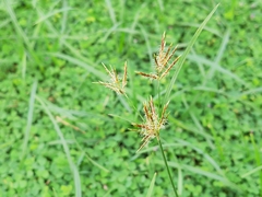 Cyperus rotundus