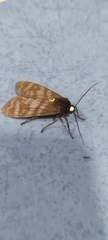 Phaegopterina