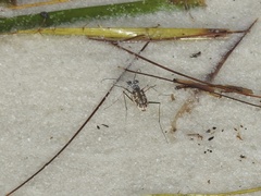 Ellipsoptera hamata