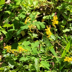 Corydalis pauciovulata
