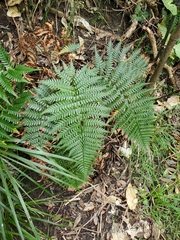 Polystichum wawranum