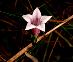 Spigelia alabamensis
