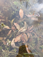 Potamogeton coloratus