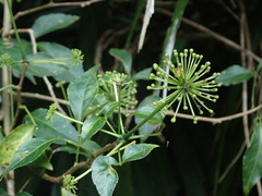 Eleutherococcus trifoliatus