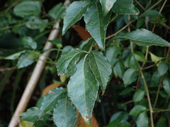 Eleutherococcus trifoliatus