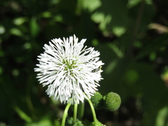 Gymnocoronis spilanthoides