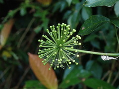 Eleutherococcus trifoliatus