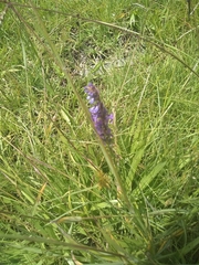 Lobelia fenestralis