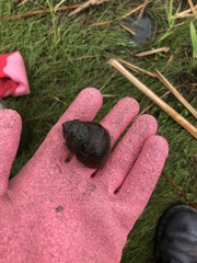 Cipangopaludina chinensis