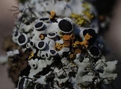 Phaeophyscia ciliata