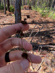 Rhynchospora fascicularis