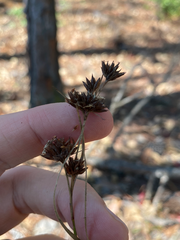 Rhynchospora fascicularis