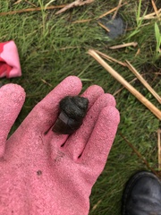 Cipangopaludina chinensis