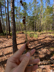 Rhynchospora fascicularis