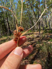 Rhynchospora fascicularis