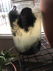 Cipangopaludina chinensis