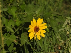 Helianthus annuus