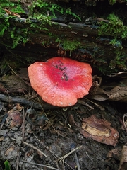 Fistulina hepatica