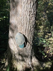 Ulmus thomasii