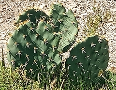 Opuntia engelmannii