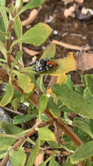 Phidippus adumbratus