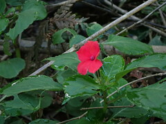 Impatiens walleriana